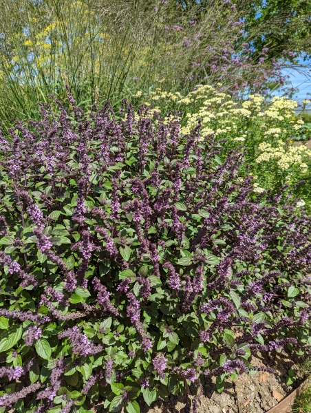 Glenholme Herbs